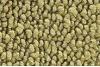 04 Ivy Gold