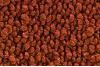 21 Burnt Orange