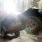 BFGoodrich BFG All-Terrain T/A KO2 Tire 31X10.50R15/C 700851